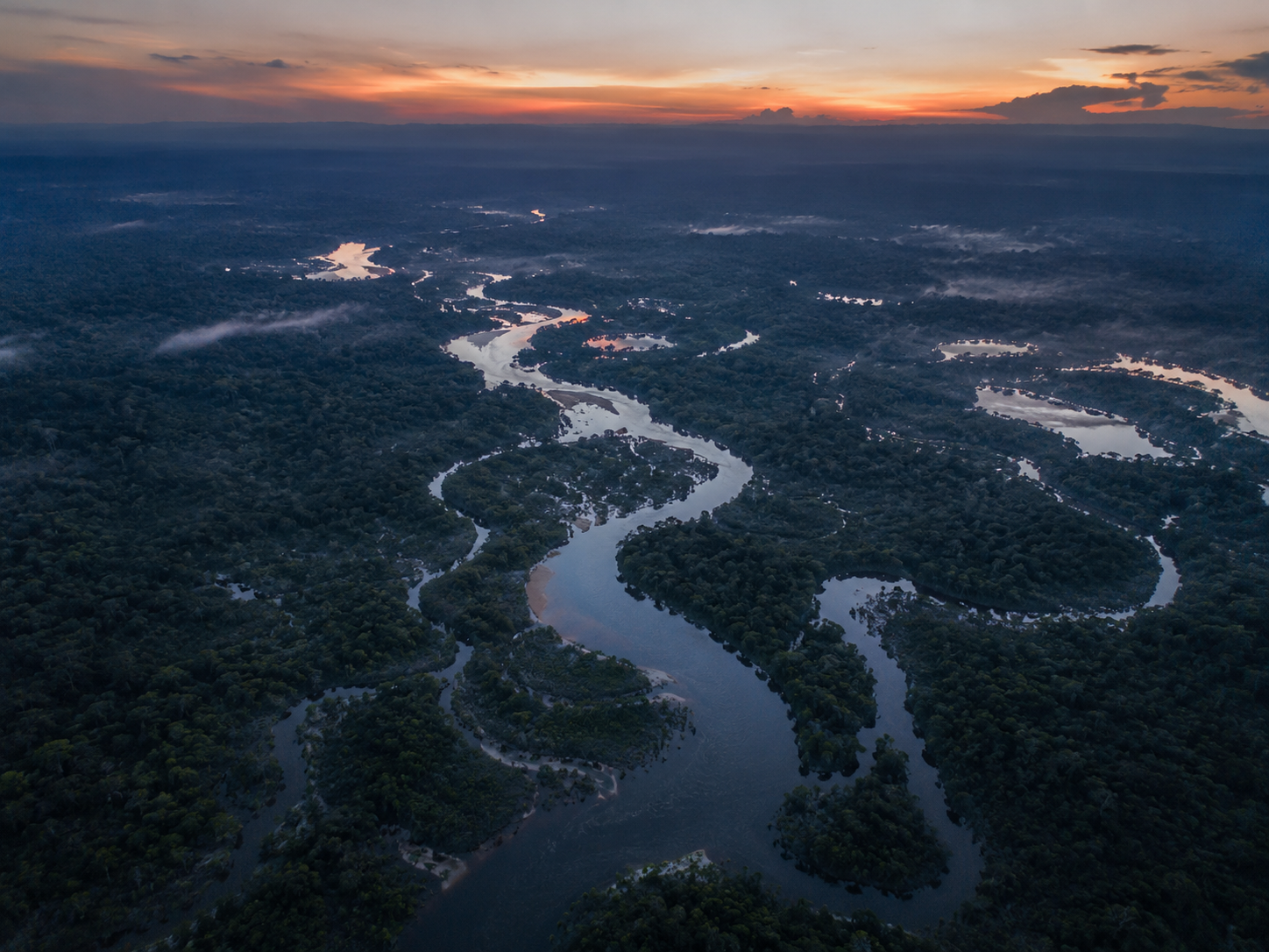 Aerial view of a river branching through forest like a living network